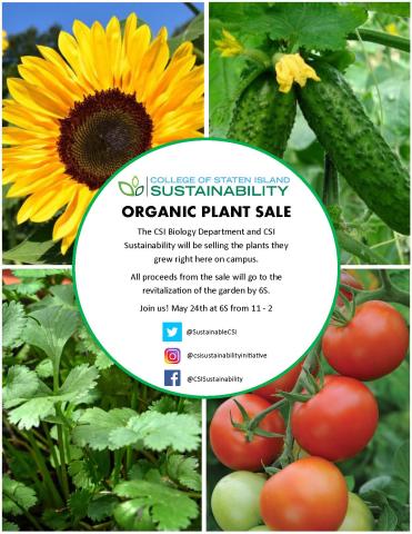 Organic Plant Sale Flyer of an Organic Plant Sale that was held at 6S On May 24th 11 AM to 6S. The flyer is showing pictures of cucumbers, tomatoes, sunflower and cilantro plants. All proceeds from the plants will go to the revitalization of the garden by 6S.