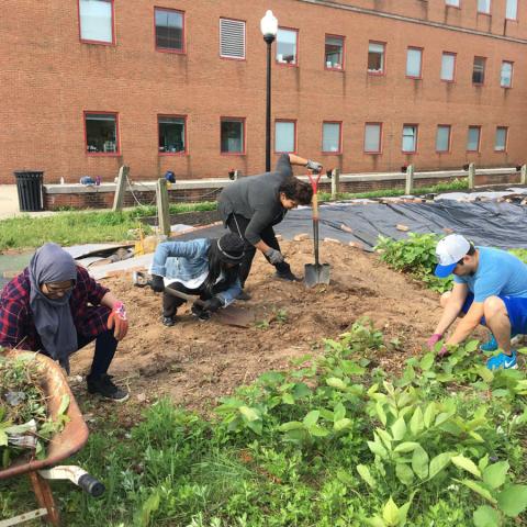 6S Pit CleanUp Japanese Knotweed eradication continues at the 6S garden